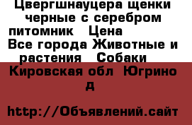 Цвергшнауцера щенки черные с серебром питомник › Цена ­ 30 000 - Все города Животные и растения » Собаки   . Кировская обл.,Югрино д.